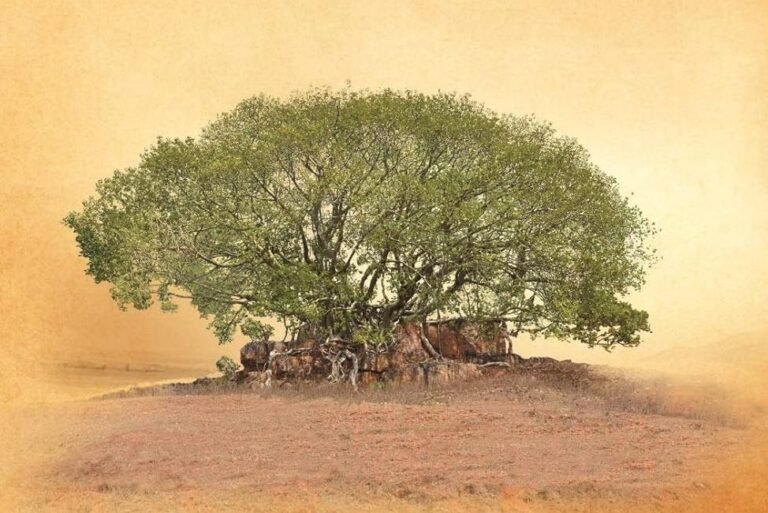 Dharampal’s The Beautiful Tree